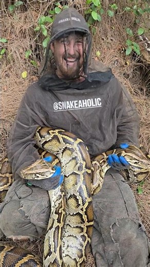 Pythons for Christmas! #python #snake #shorts #wildlife #nature #dangerous #herping #crazy #florida