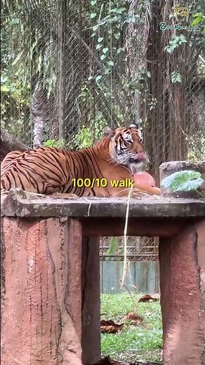 Zoo Negara is where amazing wildlife meets the beauty of nature 🌿✨ #zoonegara