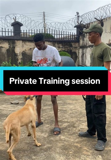 Yellow Dog School on TikTok