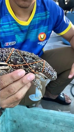 Macam mana ikat penyepit ketam? Guna gelung getah ja, geng! 🦀🔥 #ketam #crab #tutorial