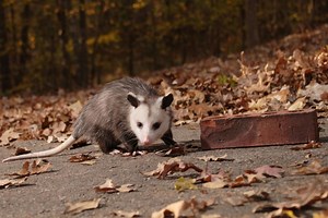 Opossum Size | Assorted Animals