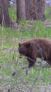 71K views · 1.5K reactions | Mama black bear and her little cinnamini cub resting under the trees... #Yellowstone #bears #foryoupagereels | T. Lyn Neufeld Photography | Facebook