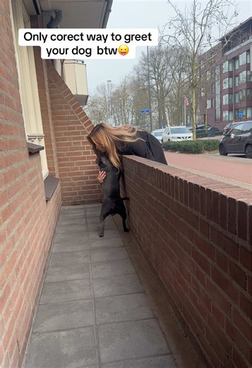 The Correct Way to Greet Your Dog