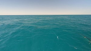 It's a very special time of year here in Exmouth Western Australia where sailfish come into the Gulf to feed on small sardine-like bait. This is needle in a haystack stuff targeting free swimming sailfish, no teasing or chumming. This is super exciting stuff and only happens for a few months each year and with enough persistence and knowing where and what to look for, it becomes possible to cast flies at them. Using a simple half and half pattern, I hooked 4, somehow 3 of them didn't stick, but 