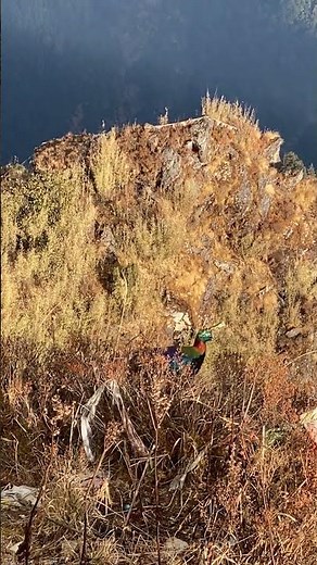 The Stunning Nepal National Bird in Ama Yangri – Majestic Danphe in the Wild