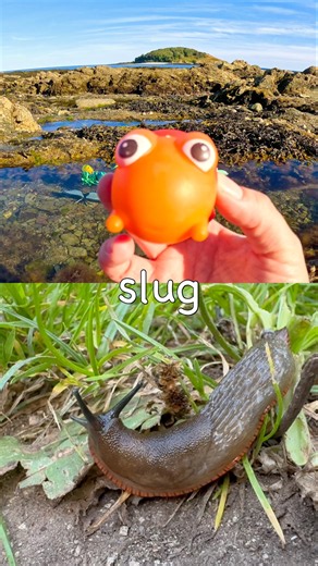 Bug Insect Names for Kids to Learn by the Lake: Weevil Slug Orchid Mantis Stag Beetle
