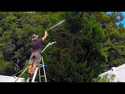 Leyland Cypress Tree Trim turns into complete removal