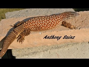 Red Ackie Monitor