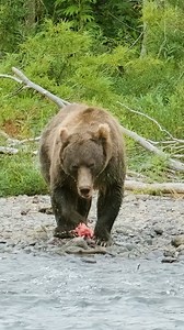 Brown Bear Hunting and Eating a Salmon Wincent 54jxD #nature #wildlife #bear | HAWI Studios