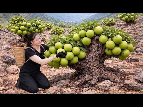 Harvesting Rare Green Apples | Secret Mountain Orchard Fruit Sold Out at Market