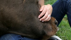 4.4K views · 32 reactions | It's the newest farm to table trend... barn-yard therapists who don't even have to say a word to help. ABC News' Maggie Rulli reports. https://abcn.ws/2qhmX91 | Nightline | Facebook