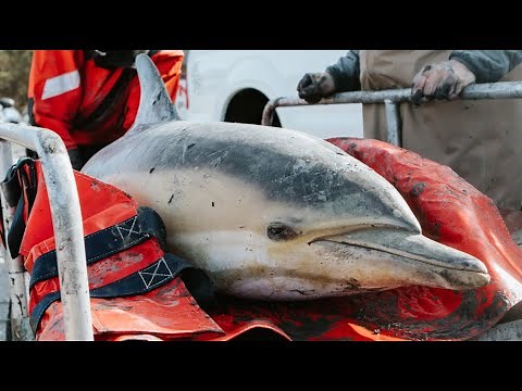 Watch the moment two stranded dolphins are released back to the wild