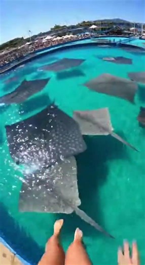 Waterslide into pool full of giant fish #funny #memes