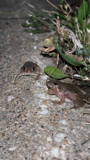 🐸Rare Calling Frog in the Night | Amazing Frog Sounds & Nature Wildlife 4K