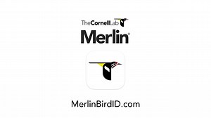 Identify Birds with Merlin Bird ID