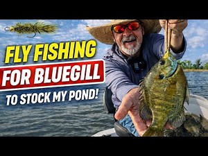 Fly Fishing for Bluegill to STOCK My Pond!
