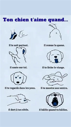 🐾 Signes que ton chien t’aime vraiment 💙 Le lien entre toi et ton chien se révèle dans ses gestes du quotidien. Il te suit partout, remue la queue avec bonheur, saute pour te saluer, te lèche le visage avec affection et plonge son regard dans le tien, créant une connexion unique. Il te montre son ventre en signe de confiance, dort près de toi pour se sentir en sécurité et bâille même quand tu bâilles. ✨ Des gestes simples qui traduisent un amour sincère, une fidélité absolue et un attachement