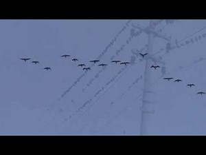 Ördek Ve Tavşan Avı Gaziantep