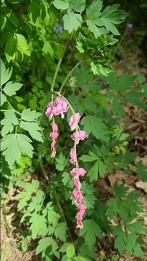 [산야초건강]"금낭화(금낭화), 뿌리줄기, 활혈거어약(거풍, 옴, 종기, 버짐, 창독), 온/신, 가을, 양건"