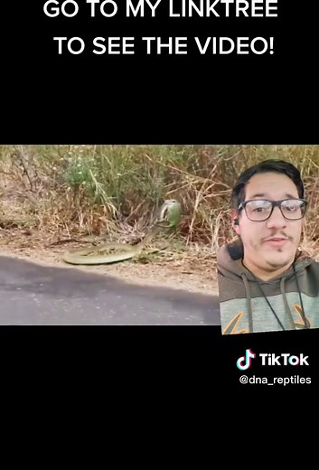 Understanding the Boomslang Snake's Venom Effects