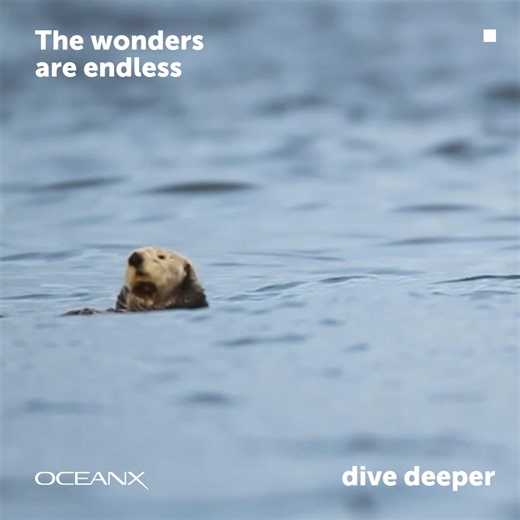 Join our ocean curious community as we explore the wonders of the ocean and get to the bottom of its deepest mysteries. | OceanX