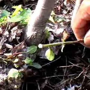 Removing Root Suckers - Fine Gardening