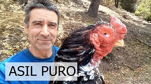 El Gallo Asil puro | Cabaña Lagunita