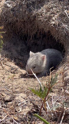 Baby wombat enjoying the afternoon sun. During colder periods, wombats may emerge from their burrows to bask in the sun, helping them to regulate their body temperature. #tasmania #wildlife #animallovers #cuteanimals #wombat | Animals.of.tasmania
