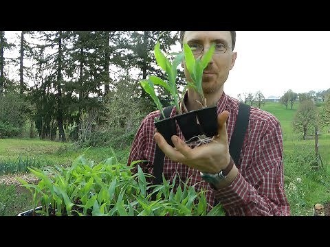 Transplanting Sweet Corn