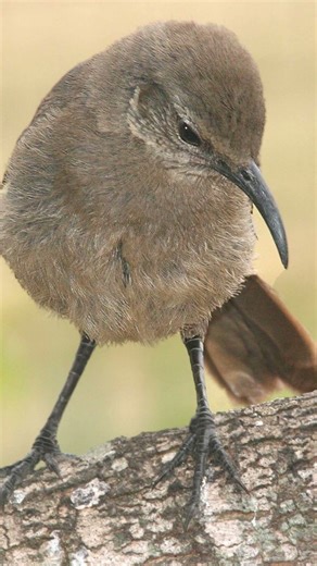 California Thrasher Bird Song Video Peaceful Nature Sounds
