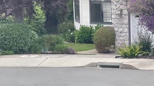 #castrovalley #news #FYI - We have received messages from residents who have spotted coyotes roaming Castro Valley. At 7 AM, the video below was taken near Lone Oak Place and another resident just reported seeing a coyote crossing Redwood Road near Proctor Elementary. | Castro Valley News