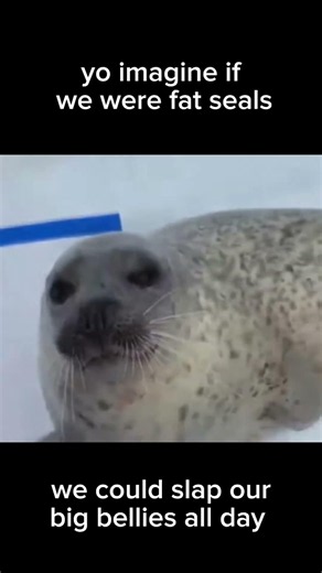 imagine we were fat seals 🙃 #shorts #memes #seal #fyp