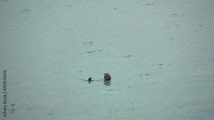 Sea otter floating and twirling in green water