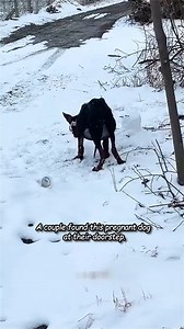 Dog Rescue Shelter U.S on Reels