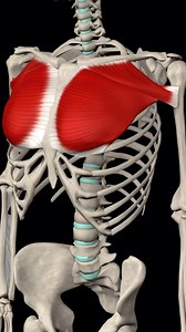 The pectoralis major is a paired, superficial muscle located on the anterior surface of the thoracic cage. If you’re a gym lover, you’ll hear these muscles also being referred to as the pecs muscles. The pectoralis major has a broad origin, based on which it is divided into three parts: clavicular part, sternocostal part and abdominal part. All three parts converge laterally and insert onto the greater tubercle of humerus. The pectoralis major muscle is a fan-shaped muscle that consists of three
