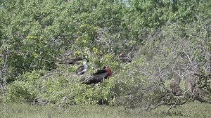 slow motion of a Magnificent frigatebird, Fregata magnificens, a big black seabird with a characteristic red gular sac nesting in the shrubs of the Galapagos islands in the pacific ocean of Ecuador.