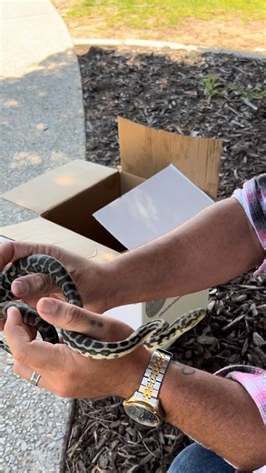 A few weeks back a concerned neighbour brought a carpet python to me, they thought it could be an escaped pet. Most people don’t know we actually have a few wild pockets of carpets locally. If you spot one, enjoy it from a distance and please don’t touch it. People often mix up pythons and venomous snakes, and that can end badly. This is one of many reasons our bushy coastal strips matter. The wildlife that lived here long before us still needs somewhere to move, hunt, and survive for a little b