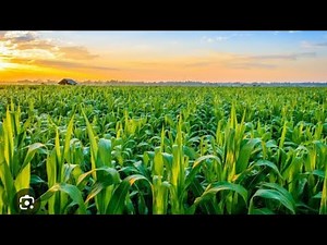 👍Meaning of Agriculture and Importance of Agriculture #subscribe #school #kids #kidslearning #like