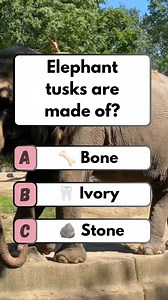 🐘 Tusk Giant: Elephant tusks of! #quiz #fun #brainteaser #puzzle | Think Fast
