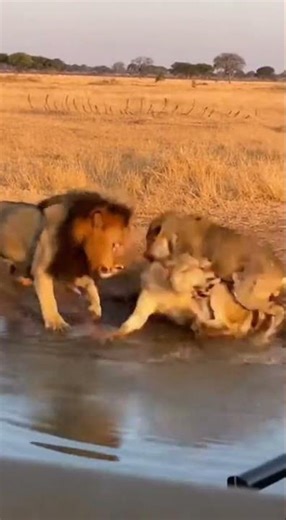 2 lions and one wolf. The odd were zero