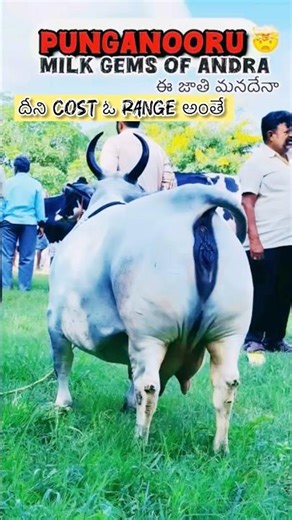 🚩 Rare Punganoor Cow India’s Smallest & Precious Breed | పుంగనూరు ఆవు ప్రత్యేకతలు#viral#8686686689