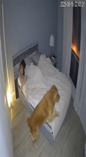 Alert mode ON! | Animal