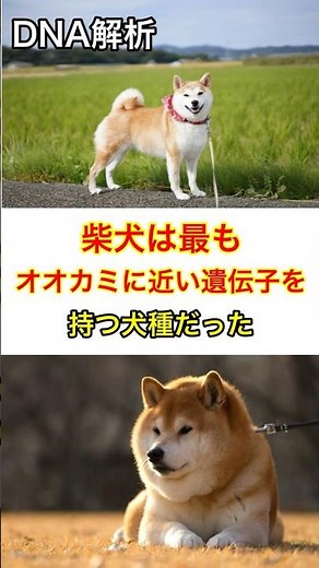 【DNA解析】柴犬は最もオオカミに近い遺伝子を持つ犬種だった #shorts