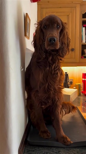 Victor’s latest party trick. 🙄😂🐾 🎥:@victor_and_hugo_irishsetters #victor #victorious #setter #redsetter #irishsetter #setterstories #settersurprise #partytrick #servinghatch #kitchencounter #countersurfer #sillysetter #adolescentdog #14months #funandgames #funtimefriday | Irish Setter Lovers