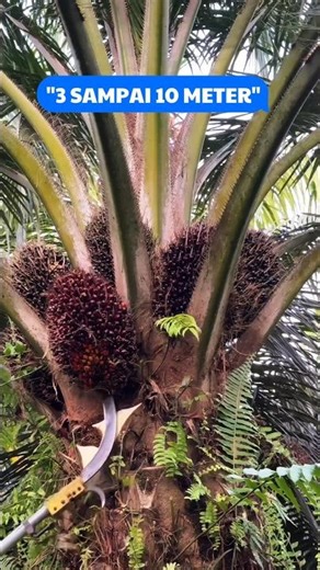 👉Egrek Most Accurate Recommendation for 3–10 Meter Trees