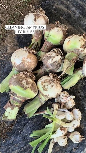 Cleaning Amaryllis Lily Bulbs How to Clean, Dry Prepare Bulb for Healthy Blooms #homegarden #shorts
