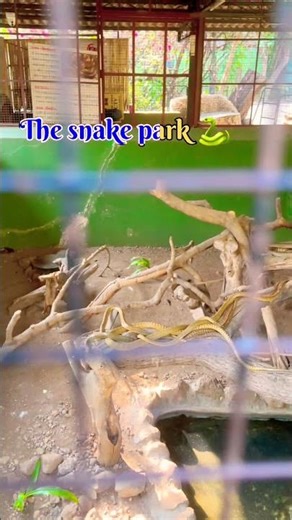 When week day and weekends both are about 'Python' 😅😅#shorts #funny #explore #pune