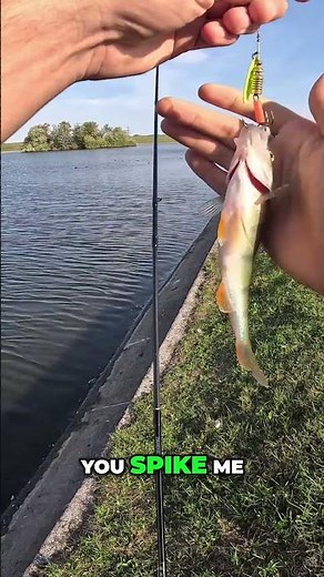 Catching Perch: Our Guide to Landing the Perfect Fish #shorts