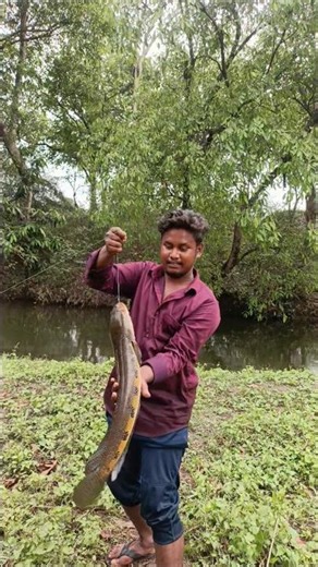 Odisha🎣 Tinga😱 Fisher sneck head #fishingworld #fishing #fish #odisha #like #viralvideo