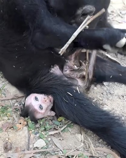 81K views · 1.3K reactions | The monkey really wants to hug the dog. | Family BiBi | Facebook